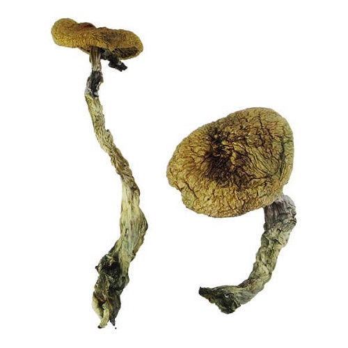 African Kobe Mushroom