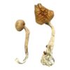 Buy African Transkei Magic Mushrooms Online