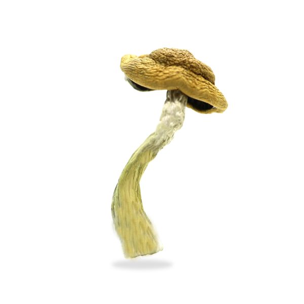 Buy Amazonian Magic Mushroom Online
