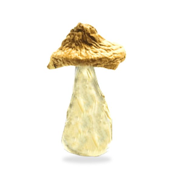 Buy African Kobe Magic Mushrooms